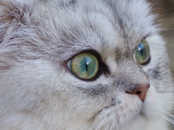 DU SPECTRE BLOFELD - Image 1