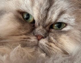 DU SPECTRE BLOFELD