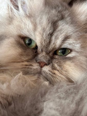 DU SPECTRE BLOFELD - Image 3