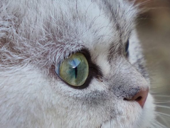 DU SPECTRE BLOFELD - Image 5