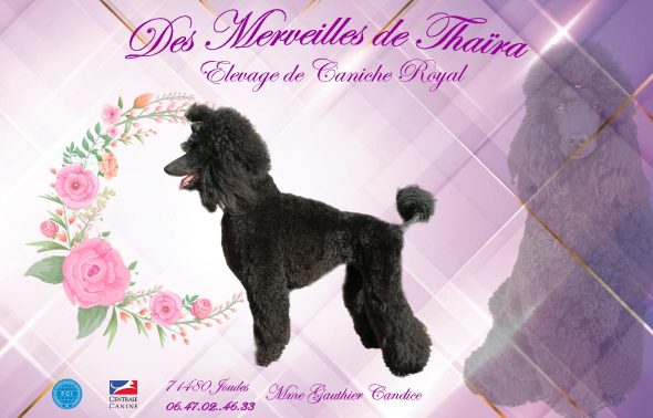 DES MERVEILLES DE THAIRA - Image 1