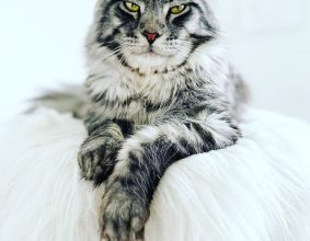 DES COONS AU BOIS