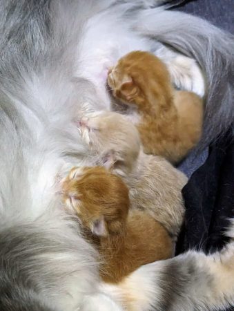 LES CHATS SIBERIENS DU VIEUX VINZELLES - Image 8