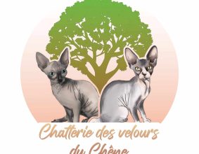DES VELOURS DU CHENE