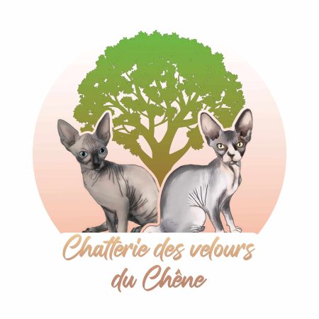 DES VELOURS DU CHENE - Image 1