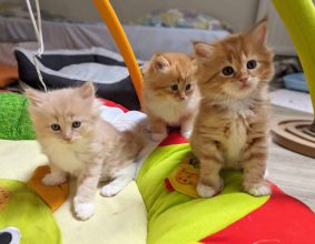 LES CHATS SIBERIENS DU VIEUX VINZELLES