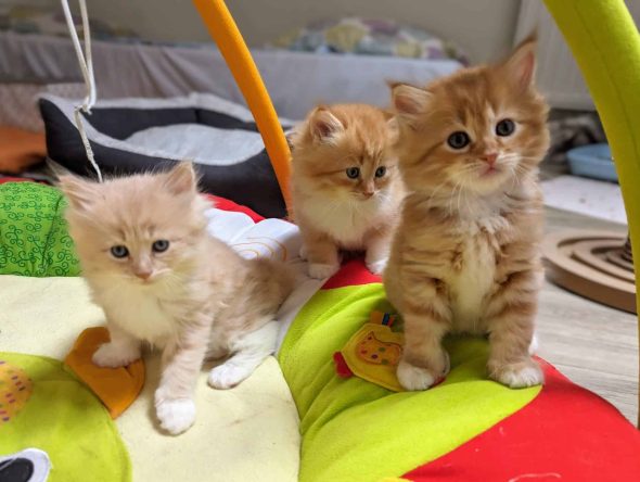 LES CHATS SIBERIENS DU VIEUX VINZELLES - Image 3