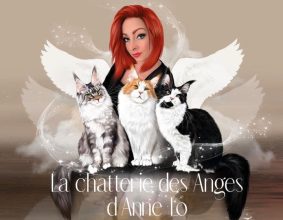DES ANGES D&rsquo;ANNE LO