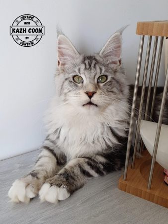 DES KAZH COON - Image 4