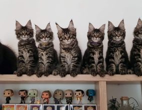 CHATTERIE DES HIGHCOONS