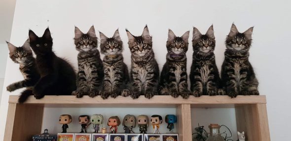 CHATTERIE DES HIGHCOONS - Image 2