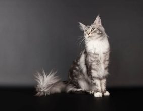 CHATTERIE DES HIGHCOONS
