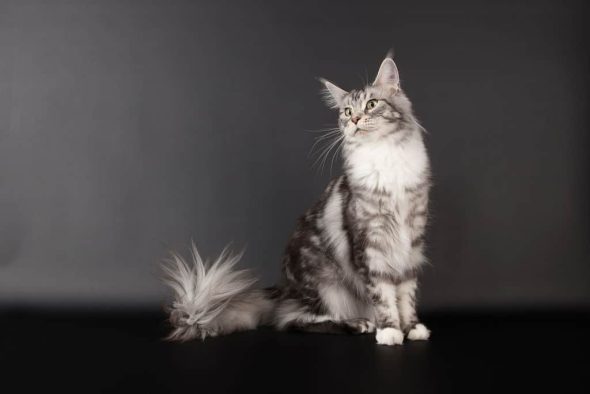 CHATTERIE DES HIGHCOONS - Image 3
