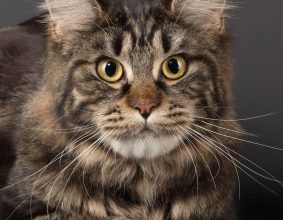 CHATTERIE DES HIGHCOONS