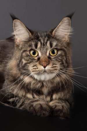 CHATTERIE DES HIGHCOONS - Image 4