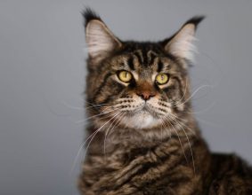 CHATTERIE DES HIGHCOONS