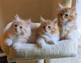 LES CHATS SIBERIENS DU VIEUX VINZELLES