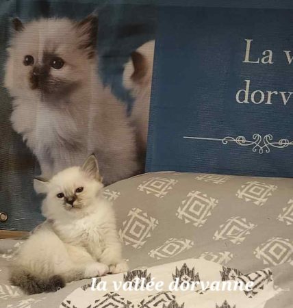 LA VALLEE DORVANNE - Image 1