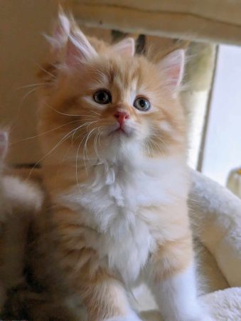 LES CHATS SIBERIENS DU VIEUX VINZELLES - Image 10