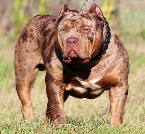 JAGUAR BULLY KENNEL - Image 18