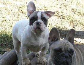 DOS SANTOS CARLOS