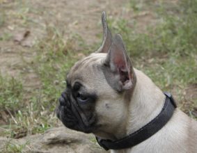 DOS SANTOS CARLOS