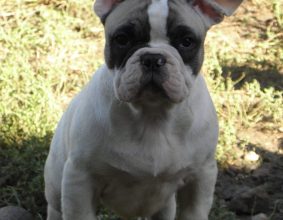 DOS SANTOS CARLOS