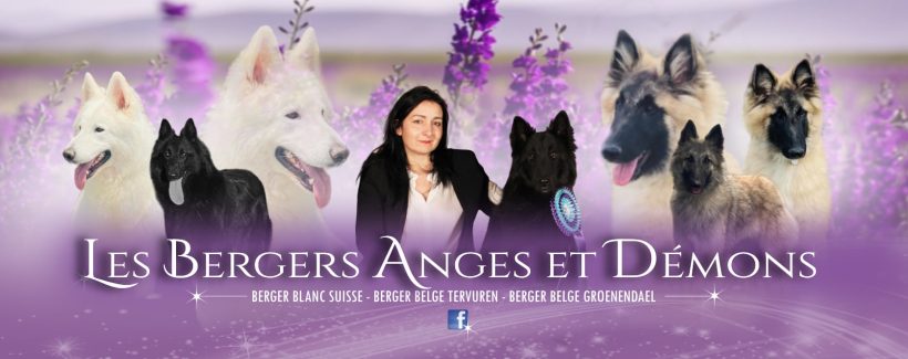 Elevage BERGERS ANGES ET DEMONS