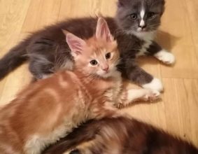 LES KER FELINS