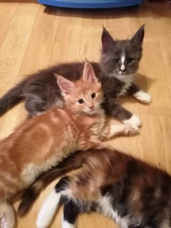 LES KER FELINS - Image 1