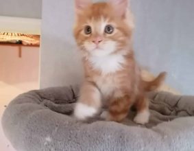 LES KER FELINS