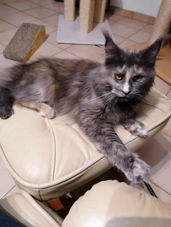 LES KER FELINS - Image 4