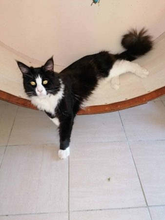 LES KER FELINS - Image 5