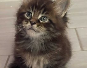 CHATTERIE DES OURAGANS