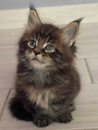 CHATTERIE DES OURAGANS - Image 2
