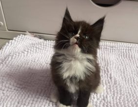 CHATTERIE DES OURAGANS