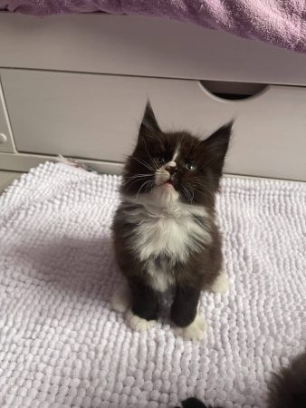 CHATTERIE DES OURAGANS - Image 3