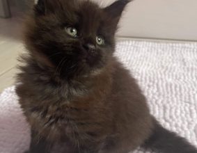CHATTERIE DES OURAGANS