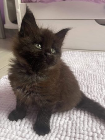 CHATTERIE DES OURAGANS - Image 4