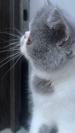 CHATTERIE DOUCE DU COTON BLANC - Image 6