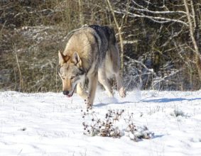 LA VALLEE DES ALPHAS