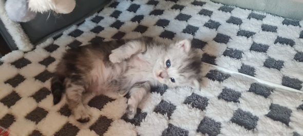 CHATTERIE DU COEUR SOLOGNOT - Image 10