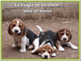 ELEVAGE DES HAUTS DE MILHAC