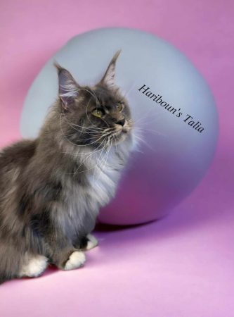 CHATTERIE RHAPSOBOUN’S - Image 2