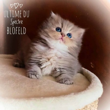 DU SPECTRE BLOFELD - Image 7