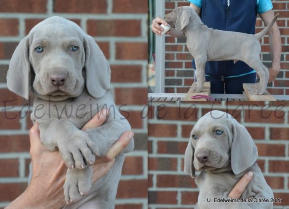 EDELWEIMS DE LA CLAREE - Image 1