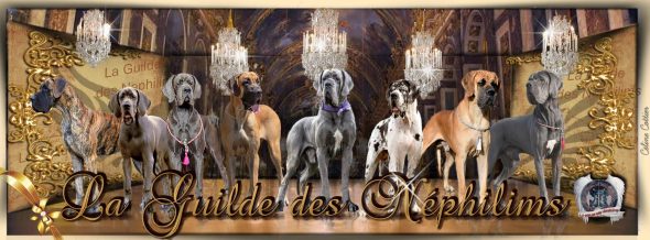 LA GUILDE DES NEPHILIMS - Image 2