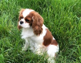 DES CAVALIERS DU CHATEAU DE LA MOTHE