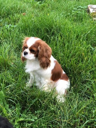 DES CAVALIERS DU CHATEAU DE LA MOTHE - Image 2