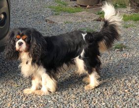 DES CAVALIERS DU CHATEAU DE LA MOTHE
